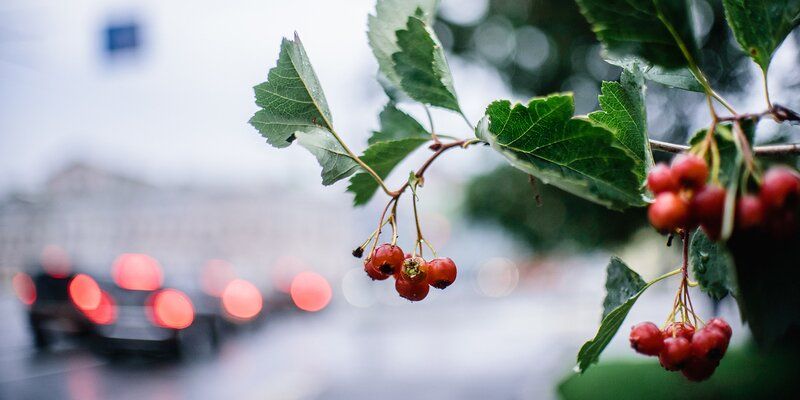 Липы, клены, рябины: более пяти тысяч деревьев украсят улицы и магистрали Москвы