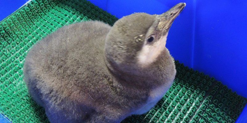 Chicks of rare Humboldt penguins born in Moscow Zoo