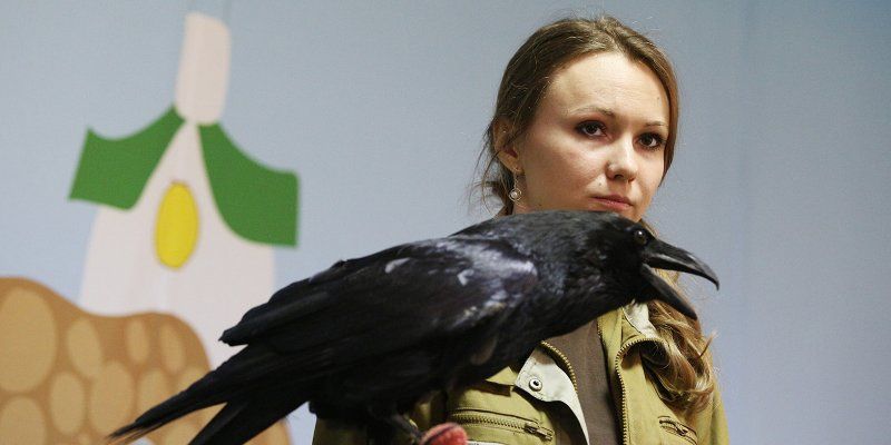 Фото с вороном и бердвотчинг: как в столице отметят Международный день птиц