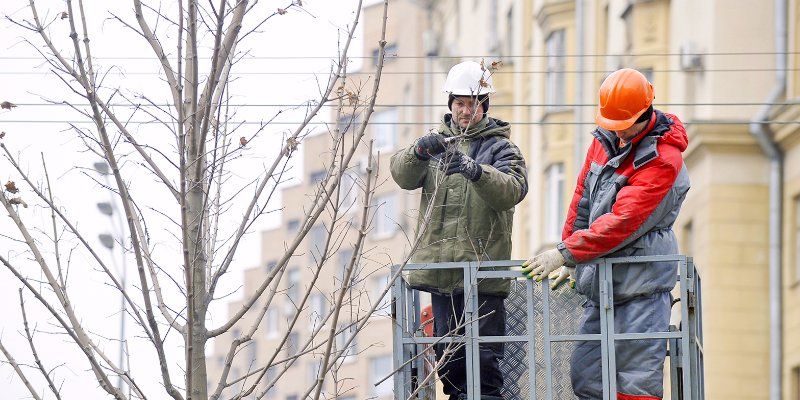 Более тысячи тополей пройдут омолаживающую обрезку