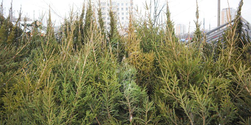 Москвичи сдали на переработку в 13 раз больше елей, чем в прошлом году