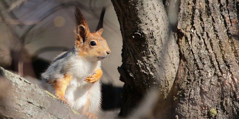 «Природа на удаленке»: Мосприрода запустила экологический онлайн-проект