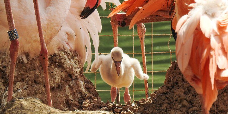 Bird boom: Moscow Zoo boasts the largest population of flamingos in Russia