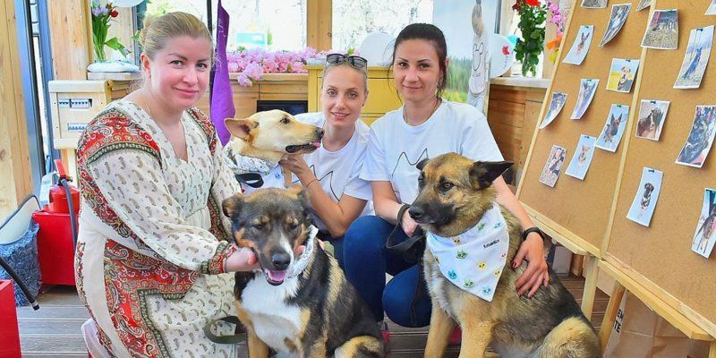 В ответе за тех, кого приручили: что нужно знать о фондах помощи бездомным животным — участниках фестиваля «Пасхальных дар»
