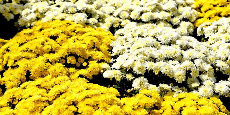 На Манежной площади появится сад в виде карты ВДНХ