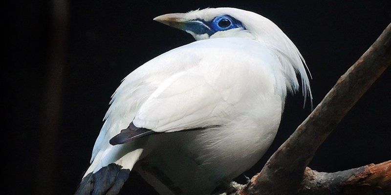 Rare bird from tropical islands: Moscow Zoo has now Bali starling