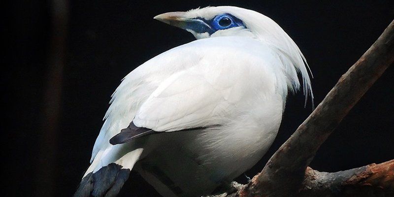 Редкая птица с тропических островов: в Московском зоопарке впервые появились балийские скворцы
