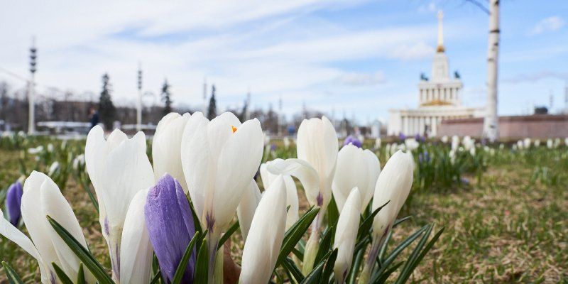 Фотогалерея первых цветов: на ВДНХ распустились крокусы