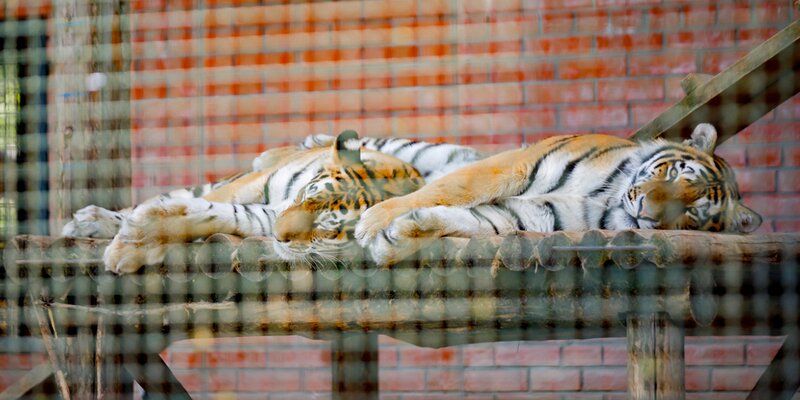 Love and Animals: How Rare Species are bred at Moscow Zoo