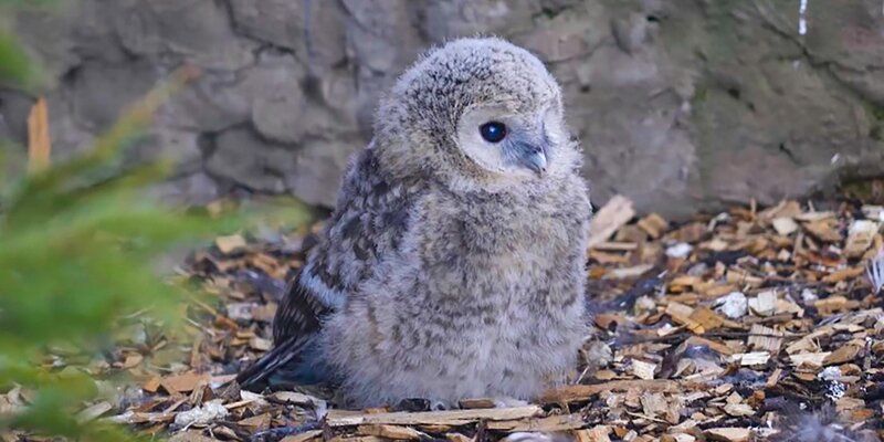 In the Moscow Zoo, a pair of Ural owls became parents for the first time in 10 years