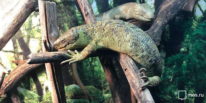 Зоопарк покажет москвичам конфискованных рептилий