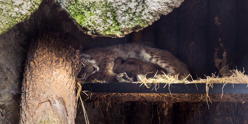 Eurasian lynx cubs born at the Moscow Zoo for the first time in 10 years