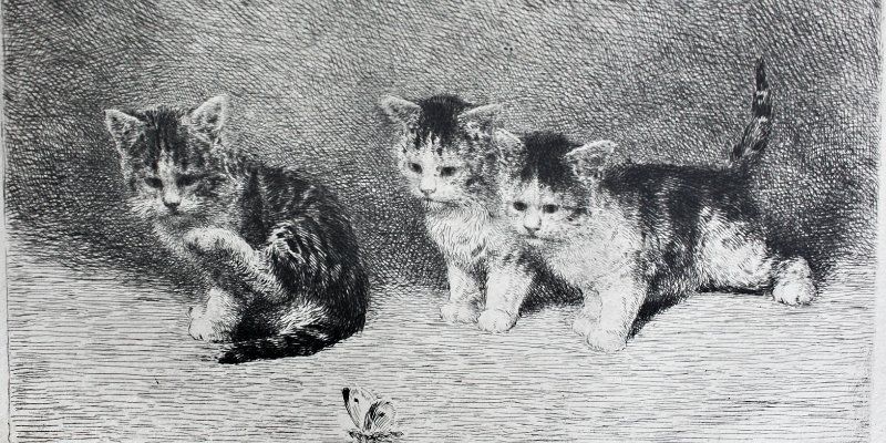 Дикие и домашние. Изучаем старинные гравюры с кошками