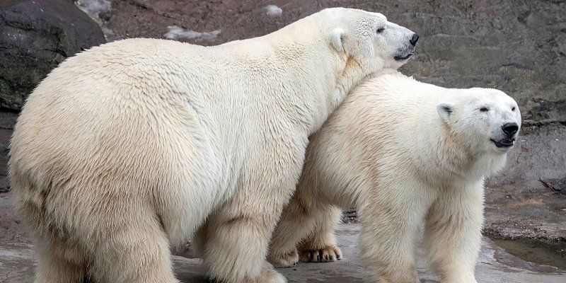 Обезьяны, слоны и медведи: горожане выбрали самых популярных животных Московского зоопарка