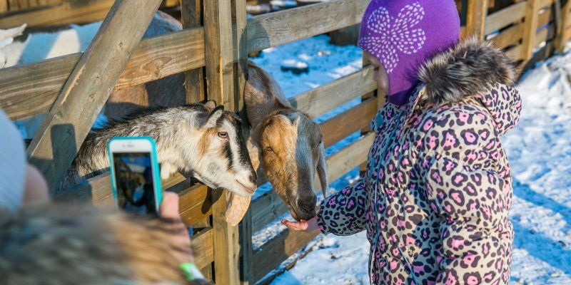 Отдых с детьми: «Городская ферма» на ВДНХ приглашает на дни открытых дверей