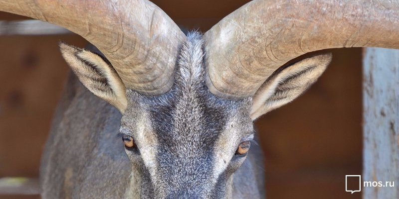 Moscow Zoo gains alpacas and a blue sheep