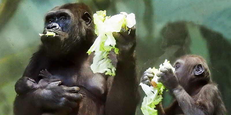 Rare baby lowland gorilla born at the Moscow Zoo