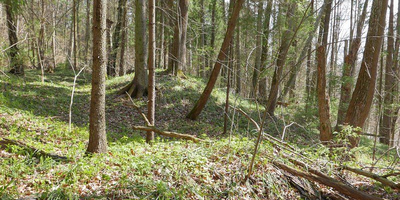 Descendants of the Vyatichi: Archaeologists find ancient kurgans in New Moscow