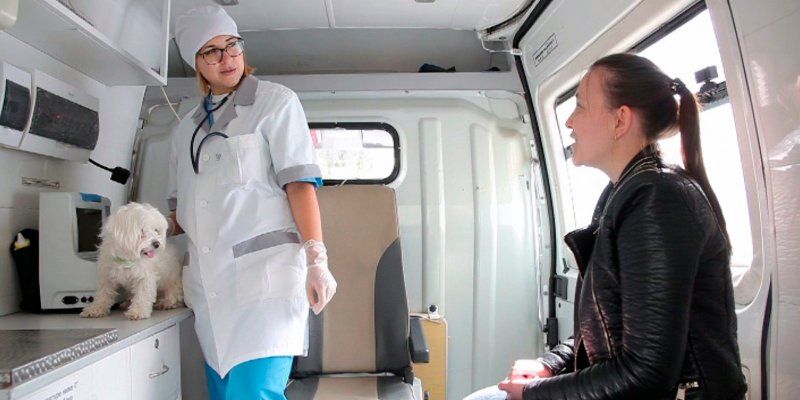 2500 выездов за 10 месяцев: как работает служба ветеринарной помощи на дому