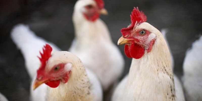 Ситуация по гриппу птиц остается напряженной