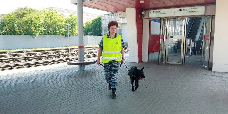 Под защитой лабрадоров, колли и ризеншнауцеров: следить за порядком на МЦК помогают обученные собаки