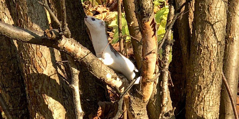 Bitsa Forest resident weasel