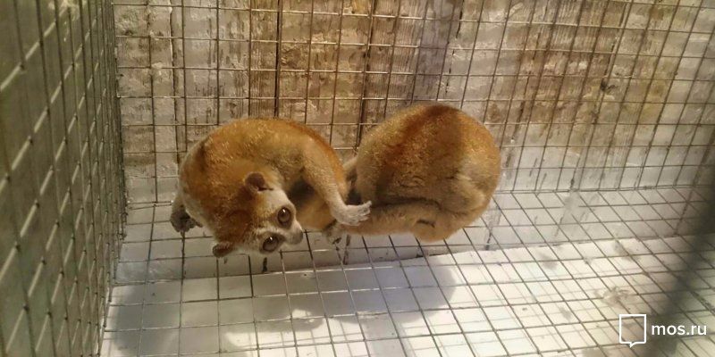 Лори и ящериц-аброний передадут в коллекцию Московского зоопарка