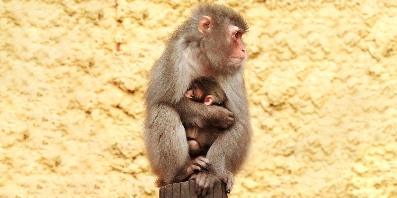 See snow monkeys in the summer: a Japanese macaque was born at zoo