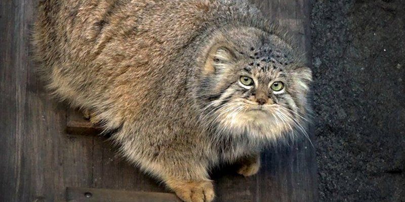Animal talisman: Moscow Zoo to have Pallas' cat again