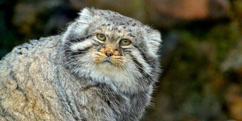 Bas-relief with Pallas's cat return to Moscow Zoo
