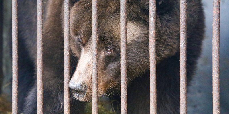 Медведи Миша и Маша отправятся в Липецкий зоопарк
