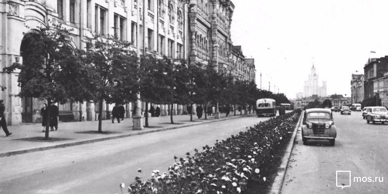 Станет улица зелёной: 70 лет назад липы украсили центр Москвы