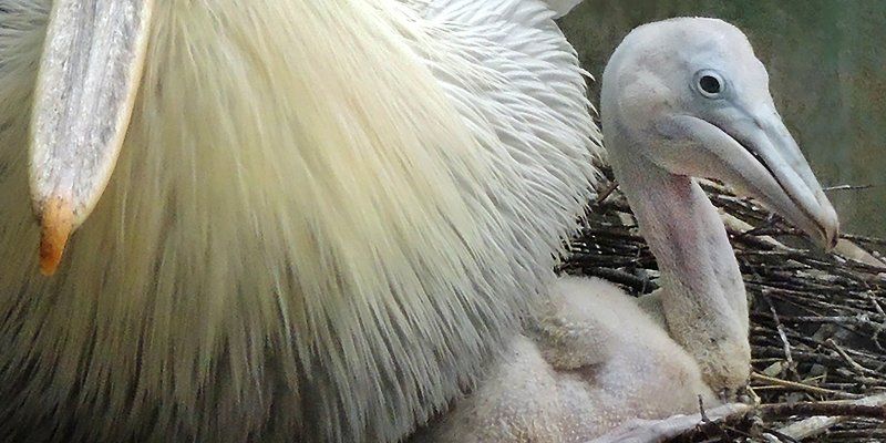 Chicks with nice hairdo: Dalmatian pelicans born in Moscow Zoo