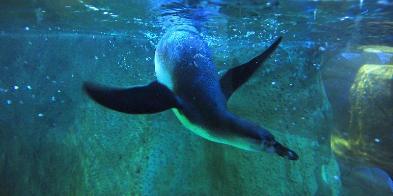 Moscow Zoo members increase by six with three Gentoo penguin couples