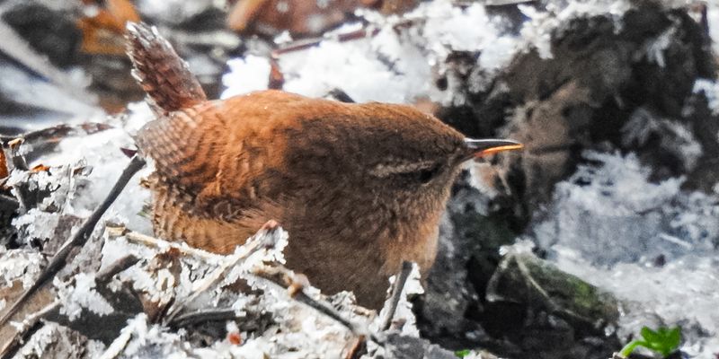 Поющий орешек: в Кузьминском лесопарке заметили редкую птицу