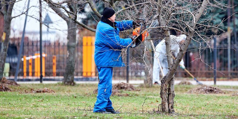 Как провести омолаживающую обрезку деревьев