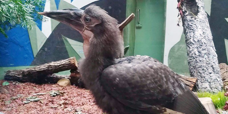 Three southern ground hornbill chicks hatched at Moscow Zoo