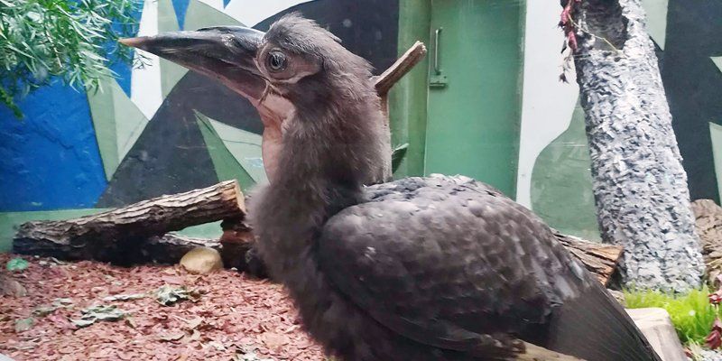 В зоопарке вылупились три птенца кафрского рогатого ворона