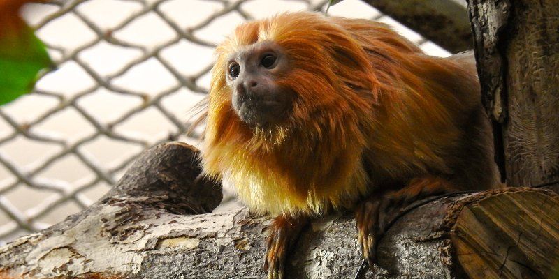 Monkeys looking like lions: Moscow Zoo has now its first rare golden lion tamarins
