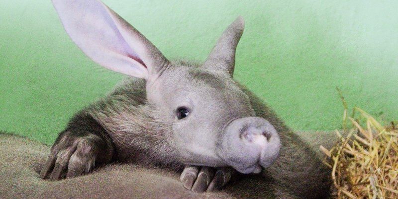 Moscow Zoo to get its first African aardvark