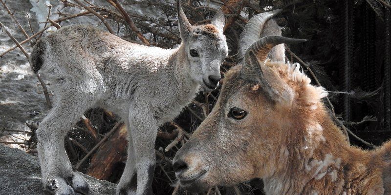 East Caucasian tur born at the Moscow Zoo