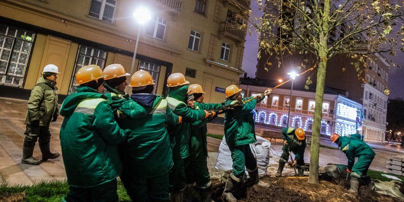 Более 700 деревьев высадят на столичных улицах до конца года