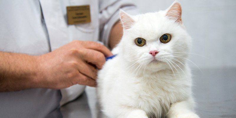 В ветклиниках с 1 сентября по 31 октября проведут акцию «Ночной прием теперь как днем»