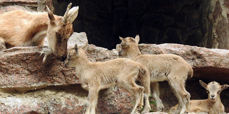 Baby boom at the Moscow Zoo: Newborn gnu goats, aurochs and muskoxen