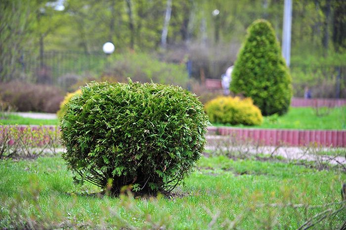 Зелёный мегаполис: какие деревья и цветы сажают в Москве. Официальный сайт Мэра Москвы