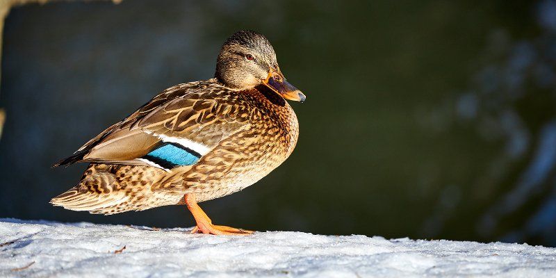 Какие водоплавающие птицы зимовали в Москве