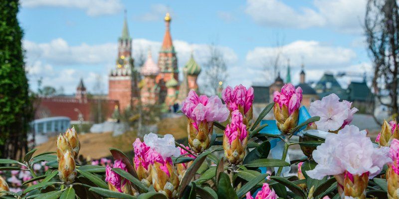 Рододендроны, черемуха и сирень зацвели в «Зарядье» несмотря на непогоду