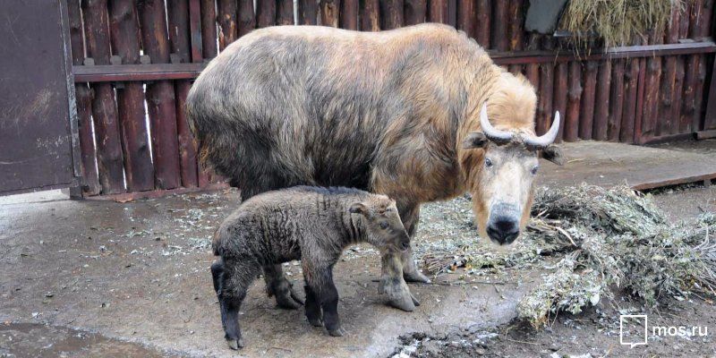 В Московском зоопарке родился сычуаньский такин