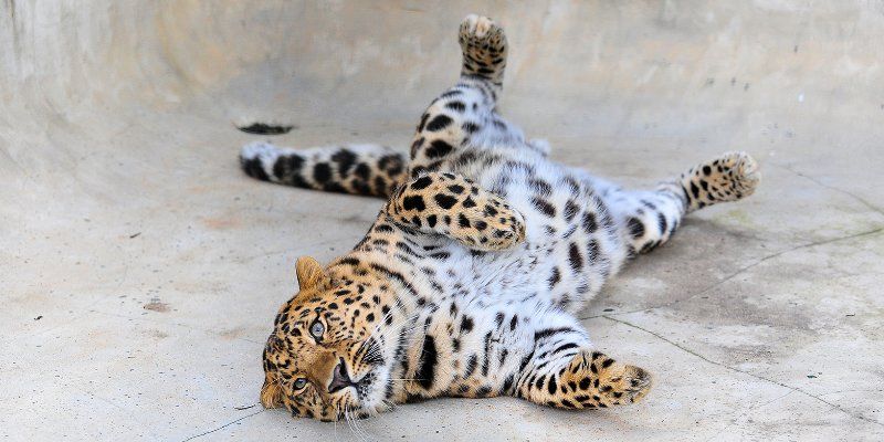 Moscow Zoo switches to spring hours