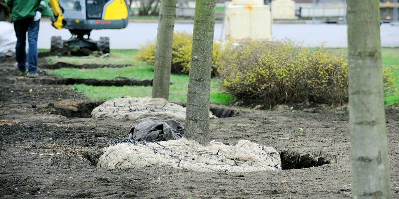 В Москве высадят более двух тысяч деревьев вместо поваленных ураганом